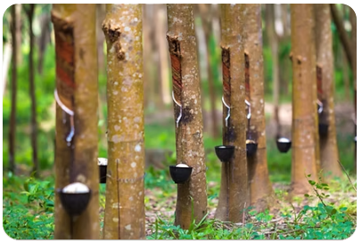 Rubber plantation
